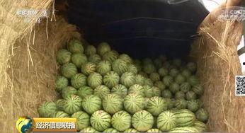 吃瓜群众大橙子,揭秘吃瓜群众的趣味生活