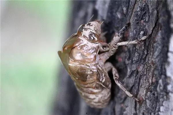 吃瓜群众金蝉视频播放,吃瓜群众热议，播放量飙升的幕后故事