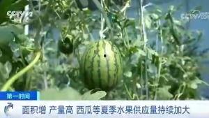 胡瓜玫瑰吃瓜群众,揭秘吃瓜群众的狂欢盛宴