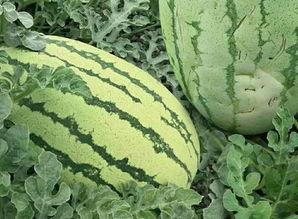 胡瓜玫瑰吃瓜群众,揭秘吃瓜群众的狂欢盛宴