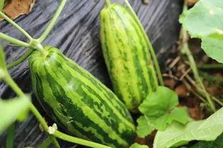 胡瓜玫瑰吃瓜群众,揭秘吃瓜群众的狂欢盛宴